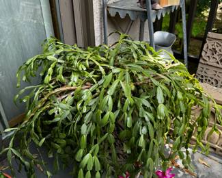 Tons of Plants to Buy