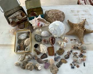 Rocks, Fossils Shells