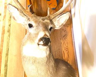 White-tail deer head/shoulder mount