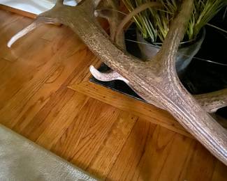 Antlers - one of three