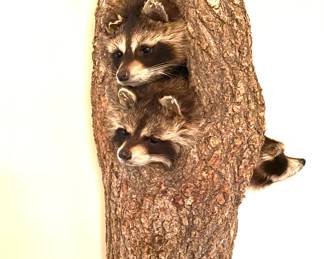 Raccoon taxidermy in log sculpture