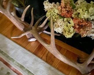 two of three antlers