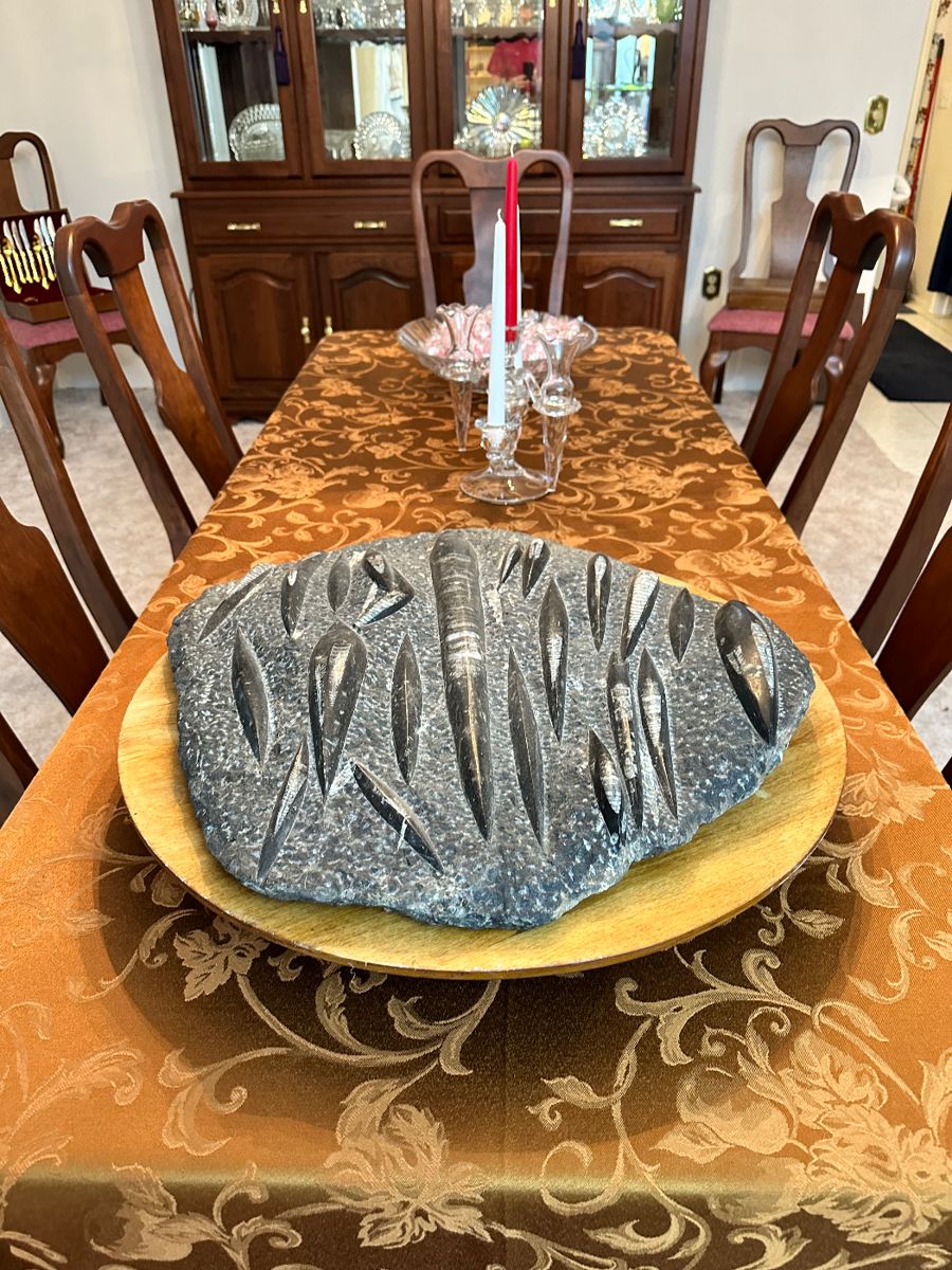 Ancient Orthoceras Plate/Fossil Cephalopod Shell Squid Artifact. (21" Diameter)