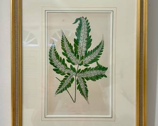 Framed Fern Botanical 