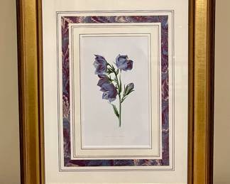 "Broad Bell Flower" Framed Botanical 