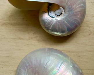 Nautilus Shells