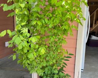 Planters with live plants