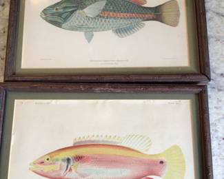 1903 Bull U.S.F.C Plate xxvI Stethojulius Albovittata Kolreuter KAKO MORITA del / plate xxv Verriculus Sanguineus Jordan. $75 each