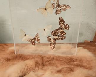 Butterflies in acrylic 