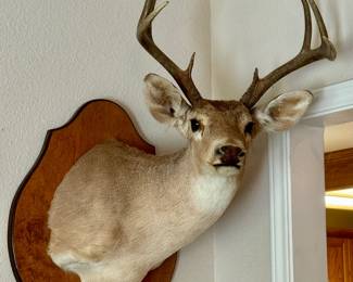 Deer Head Shoulder Mount