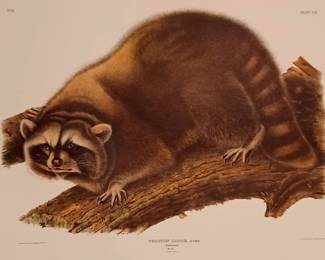 Many Audubon Numbered Prints