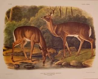 Audubon Numbered Limited Edition Prints