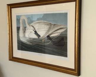 Audubon re-print