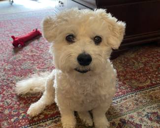 OK OK OK, let me go ahead and put this one to rest. My Maggie is not for sale, although sometimes I could give her away, especially when she eats my favorite shoes!!! She was sitting so cute watching me work I had to take her picture 