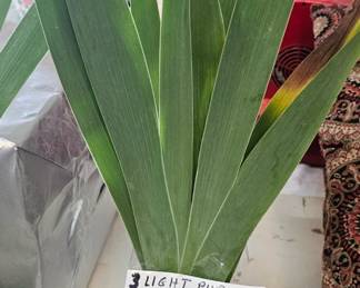 BEARDED IRIS TUBERS / FLOWERS