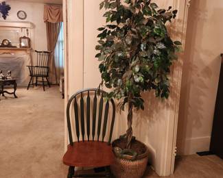 Ficus tree, desk chair