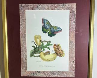 Maria Sibylla Merian "Musa Seraponis" Hand Colored Engraving