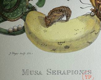 Maria Sibylla Merian "Musa Seraponis" Hand Colored Engraving