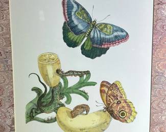Maria Sibylla Merian "Musa Seraponis" Hand Colored Engraving
