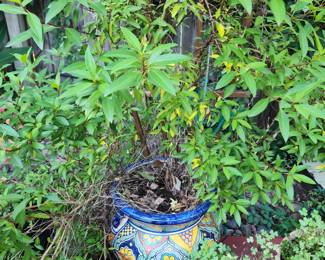 Mexican pottery planters