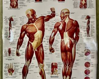 The Human Musculature Poster