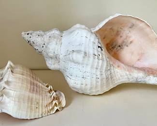 Sea Shells