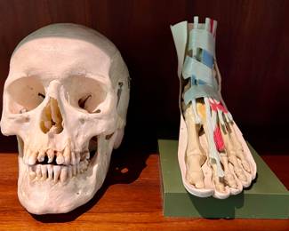 Skull & Foot Models 