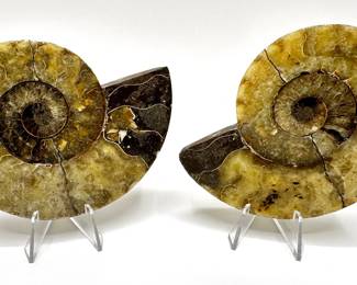 Pair Of Natural Ammonite Polished Fossils Half Cut With Stands
Lot #: 56