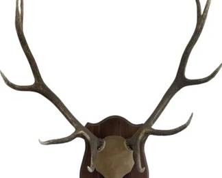 antler