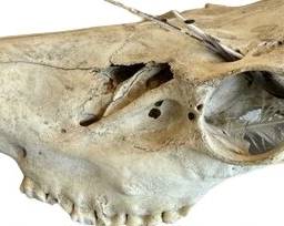 skull