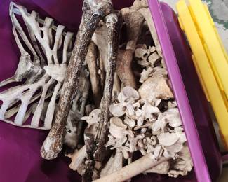 Prop bones used in horror movies