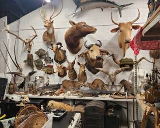 Taxidermy and bones!