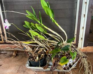 PPE199- Tray Of Orchid Plants