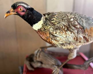 PPE013- Taxidermy Pheasant 