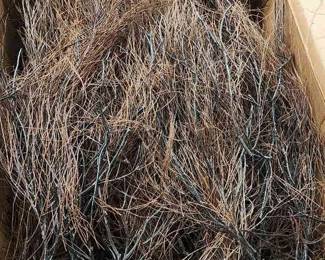 PPE100 - Box of Black Coral (?)