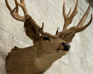 14 Pt Deer Taxidermy Mound