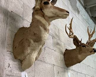 Antelope Taxidermy 