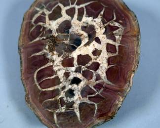 Polished Septarian Nodule Slice, 7.25" x 5.5"