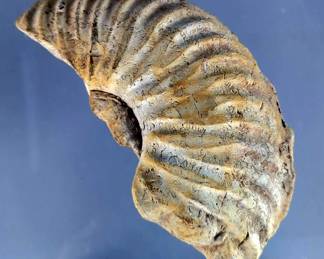 Large Uncut Cretaceous Ammonite Fossil - 7"