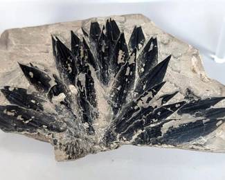 Large Paleo Fossil Specimen - 8" x 5"