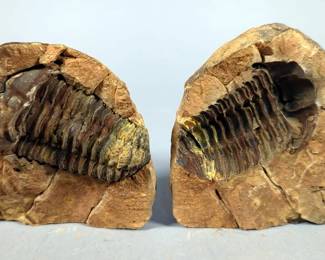 Trilobite Fossil, 3.75" x 3.25"