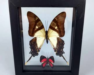 Butterfly Display, Eurytides Serville, Catagramma Pyracmon