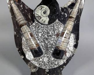 Polished Orthoceras and Goniatite Fossil Display - 8.5" Tall