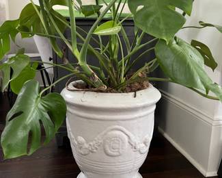 large planter + mature monstera