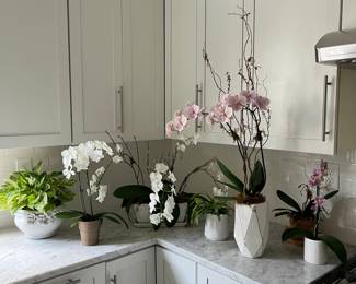 variety of live orchids in planters