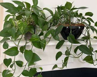 lots of live plants + planters throughout the home 