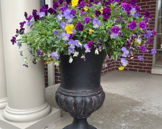 Planter of Colorful Pansies (B)