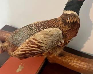 Taxidermy pheasants