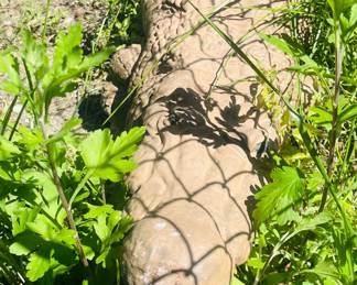 Watch out of this concrete alligator will get ya! 