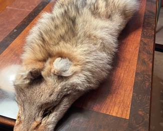 Full coyote pelt 
